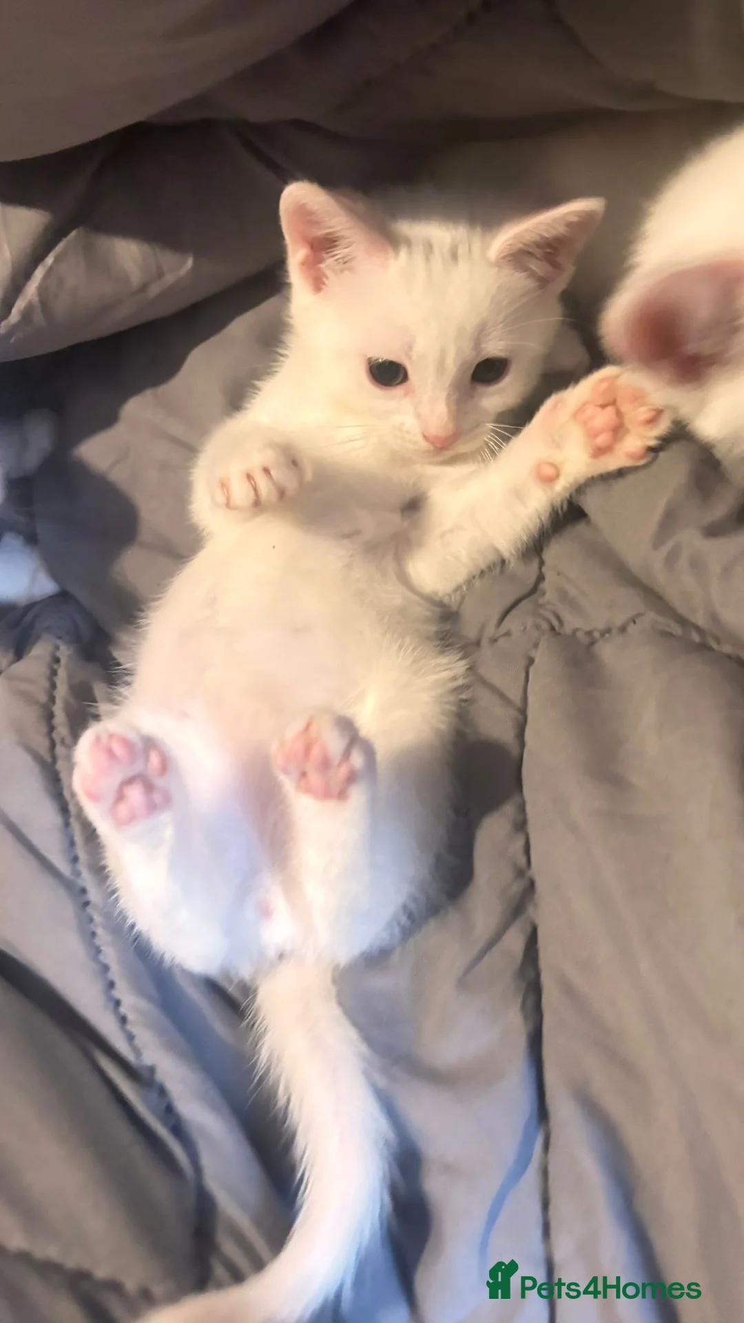 Mixed Breed cats for sale: 9 Loving Kits ready to go to their new homes - Advert 24