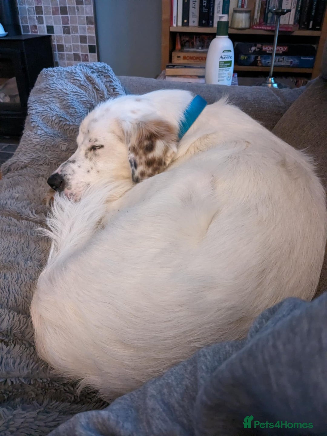 Mixed Breed dogs for adoption: Ned needs someone to believe in him 💙 - Advert 8