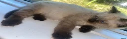 Ragdoll cats for sale: Chocolate minx female ragdoll - Advert 9