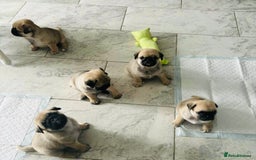 Pug dogs for sale: 🐾 Adorable Pug Puppies for Sale – £700 Each 🐾 - Image 2