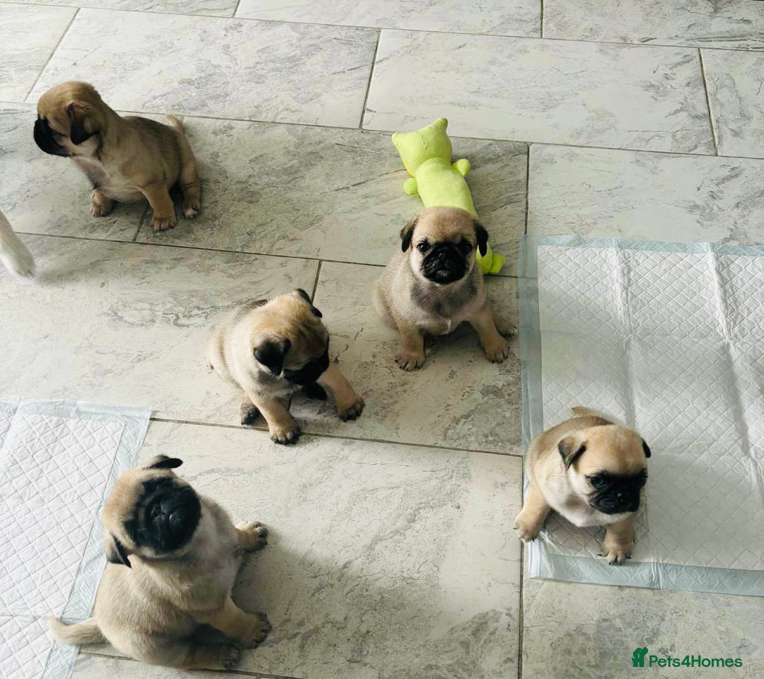 Pug dogs for sale: 🐾 Adorable Pug Puppies for Sale – £700 Each 🐾 - Image 2