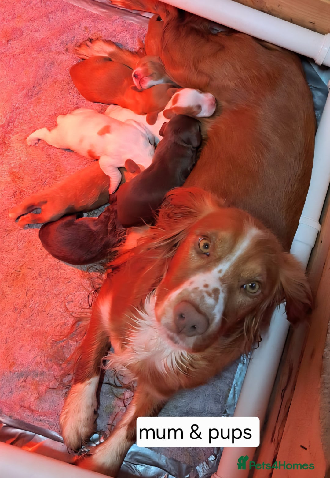 Cocker Spaniel dogs for sale: Stunning Working Cocker Spaniel Pups F1B  - Image 4