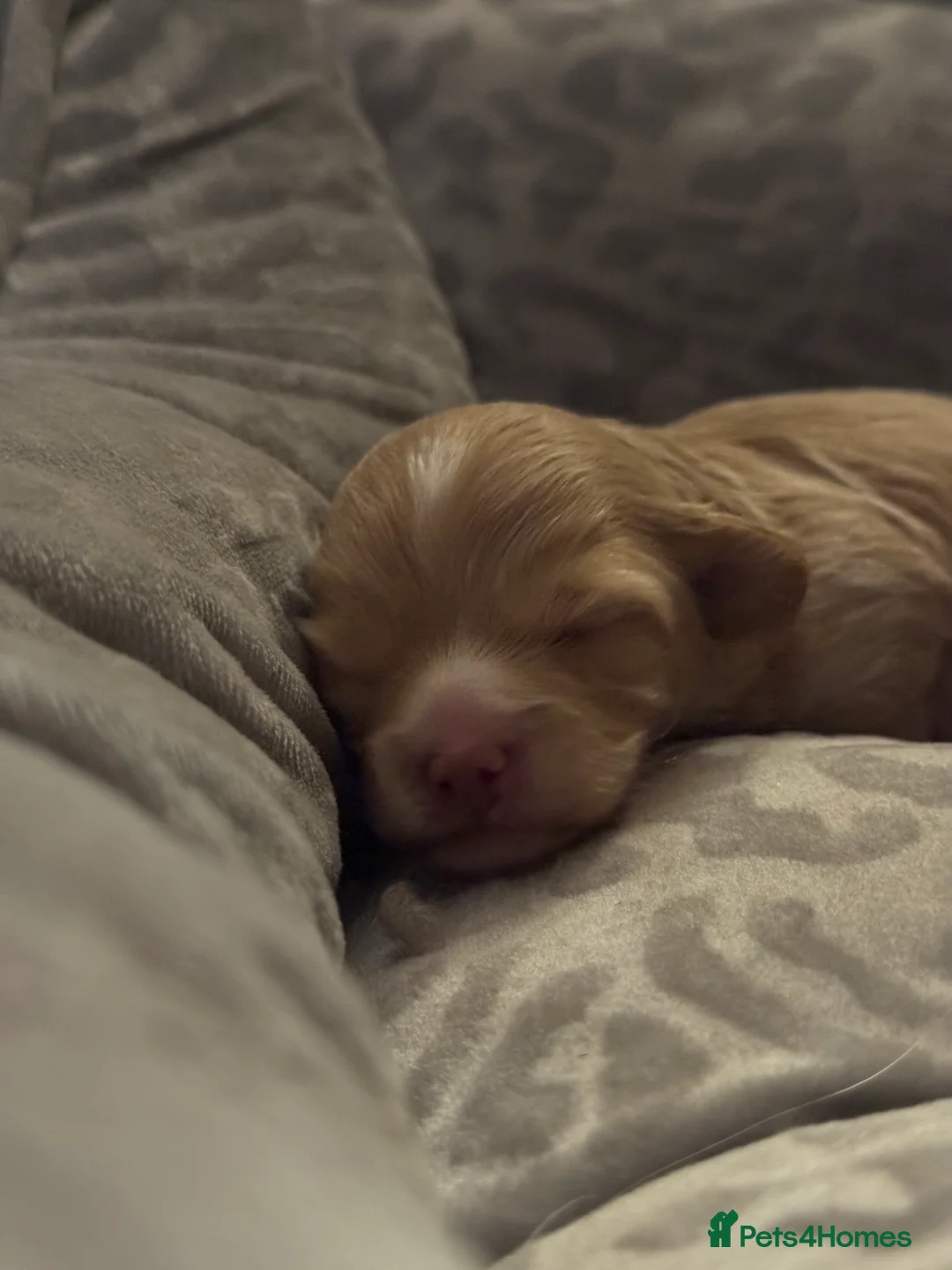 Maltipoo dogs for sale: 💗 Maltipoo Puppies – DNA Clear, Family Raised 💗 - Advert 2