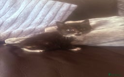 Mixed Breed cats for sale:  Beautiful little kittens needing new homes  - Image 6