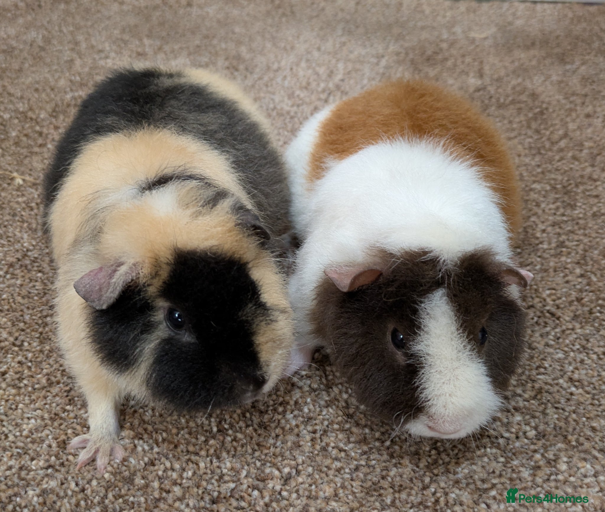 Guinea Pig rodents Beautiful baby teddie sows  - Advert 1
