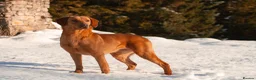 Labrador Retriever dogs for stud: Fully health tested proven lab studs - Advert 10