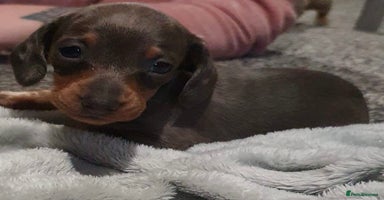 Miniature Dachshund dogs 3 beautiful miniature dachshund boys - Advert 2