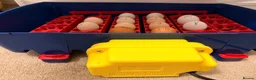 Chickens poultry for sale: 🐣 [Show-Quality & Healthy Chicks for Sale]  - Advert 2