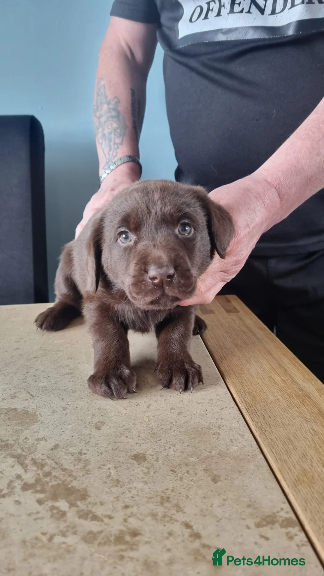 Labrador Retriever dogs for sale: Ruby's litter in Peterlee - Advert 2