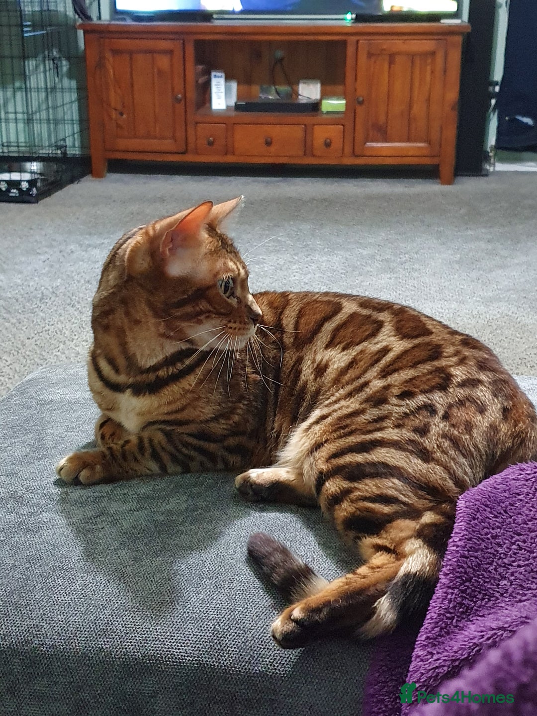 Bengal cats for sale: Retired Bengal girl - Image 3