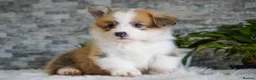 Welsh Corgi Pembroke dogs for sale: KC registered Welsh Corgi Pembroke - Advert 7