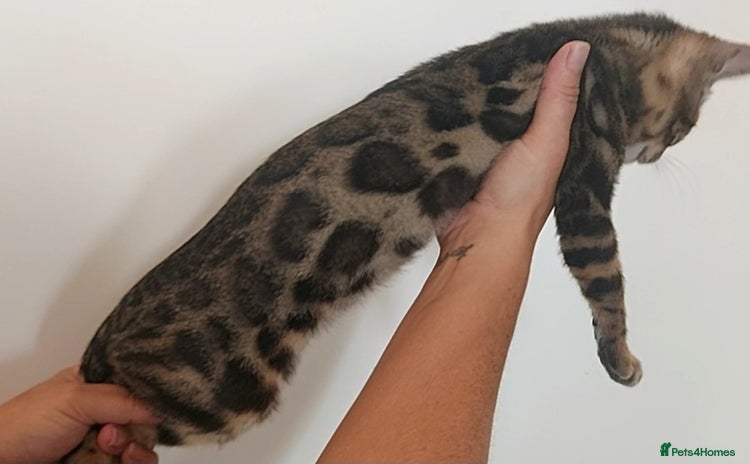 Bengal cats - Advert 5