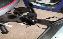British Shorthair cats for sale: 3 kittens all female looking for a good home - Image 6