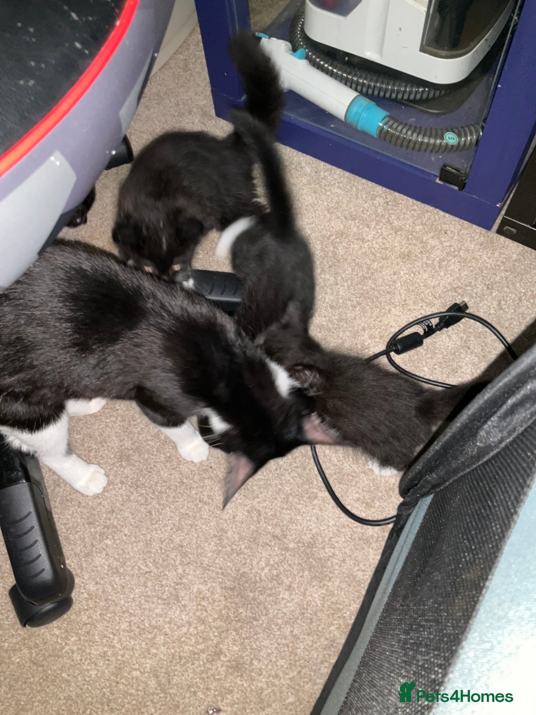 British Shorthair cats for sale: 3 kittens all female looking for a good home - Image 6