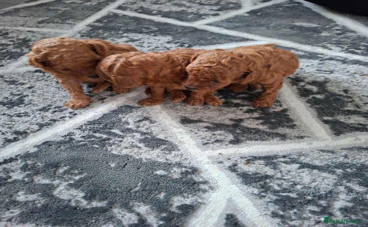 Toy Poodle dogs - Advert 1