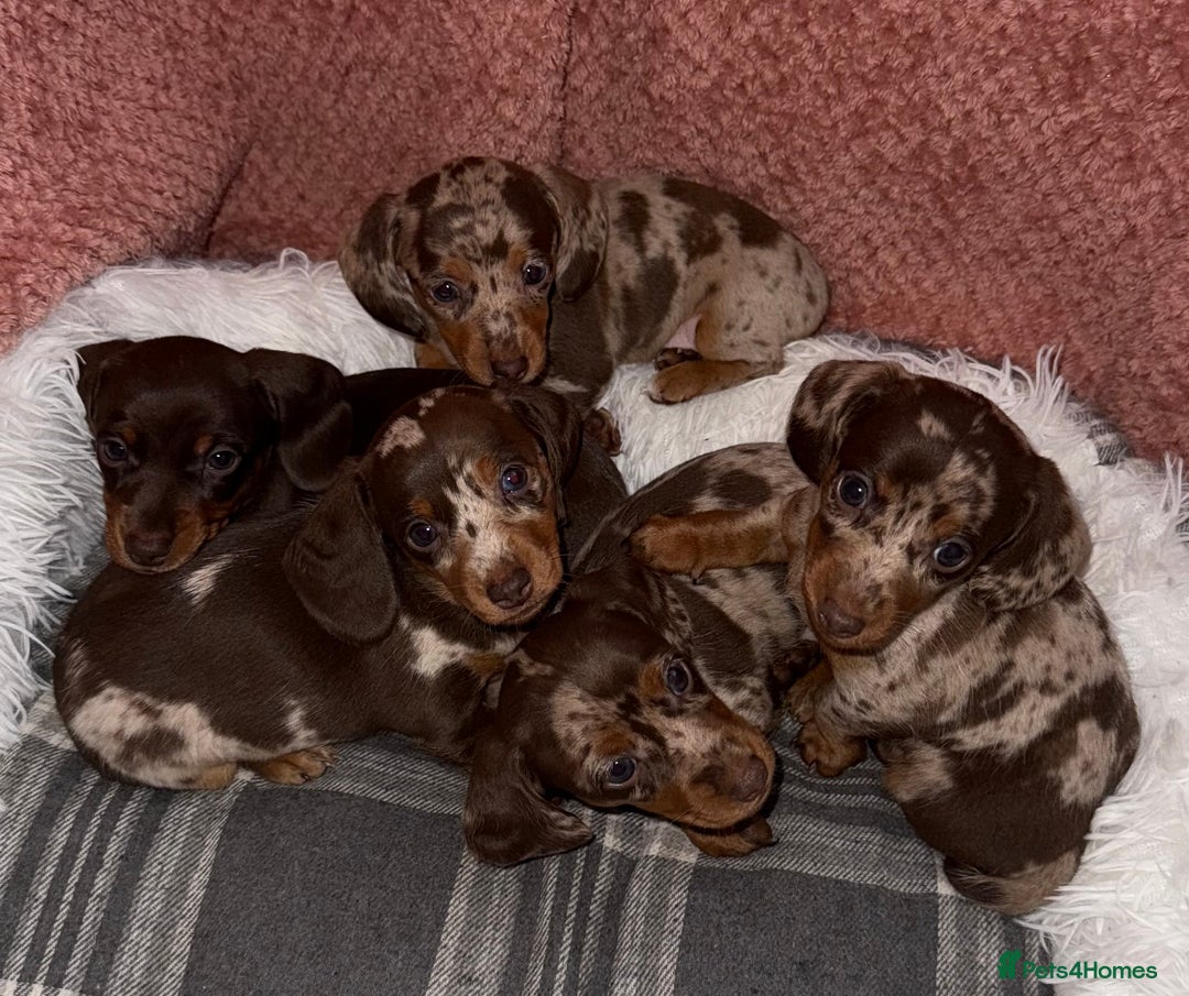 Dachshund dogs for sale: Beautiful mini dash  - Image 1