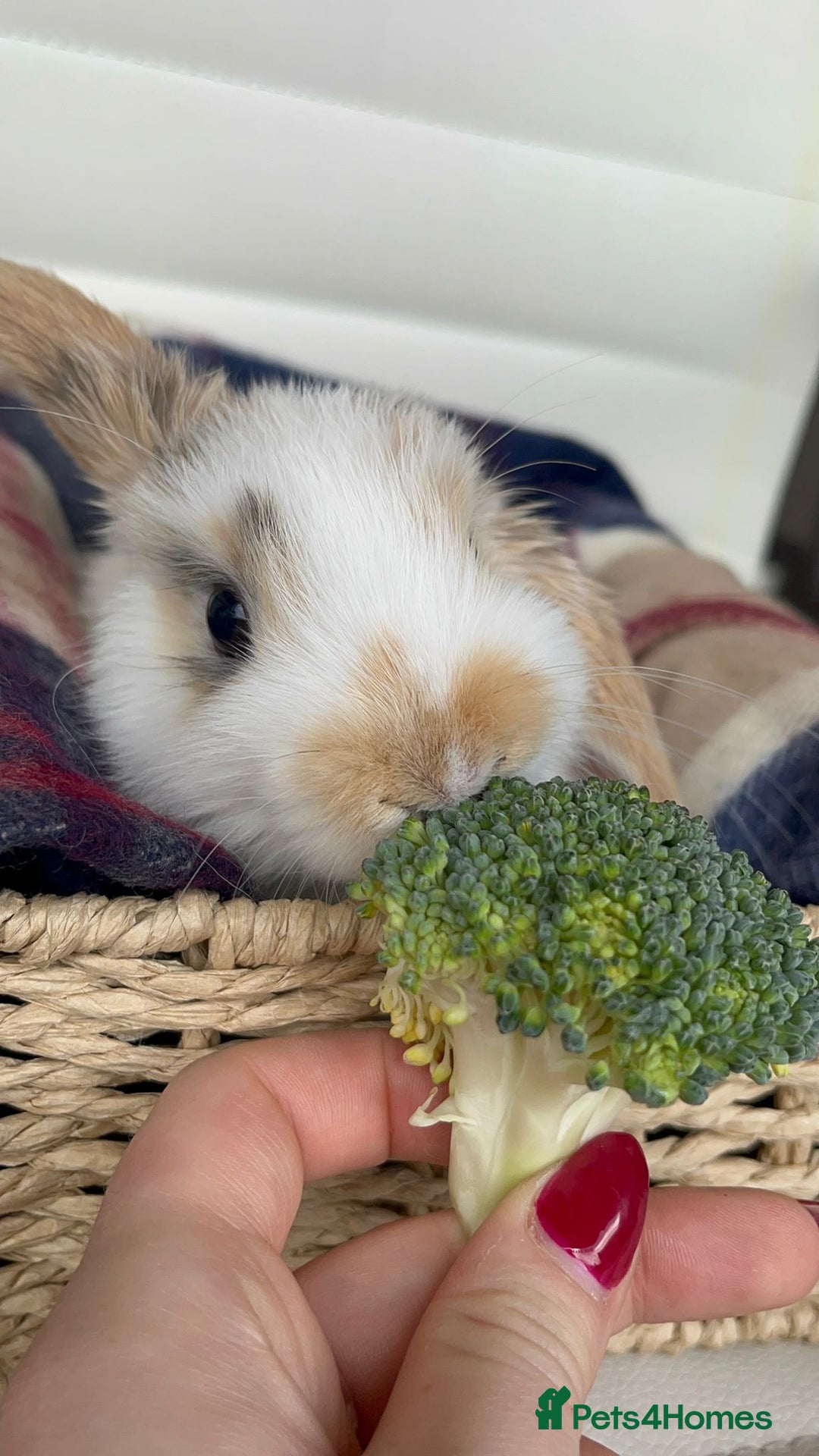 Mini Lop rabbits for sale: Mini lop rabbits. - Advert 4