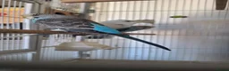 Budgerigars birds for sale: 4 Breeding pair of budgies and chicks in London - Advert 3