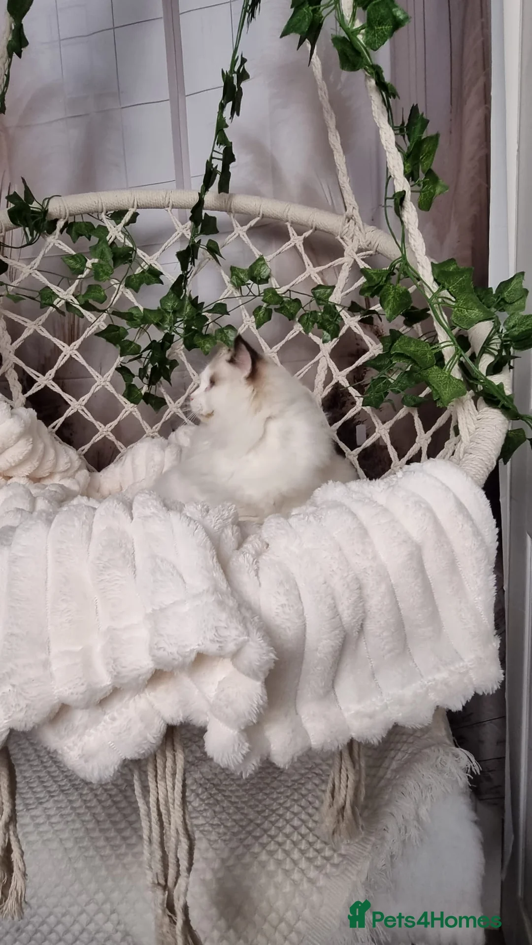 Ragdoll cats for sale: Exceptional Tica Registered Ragdoll Kittens - Advert 27