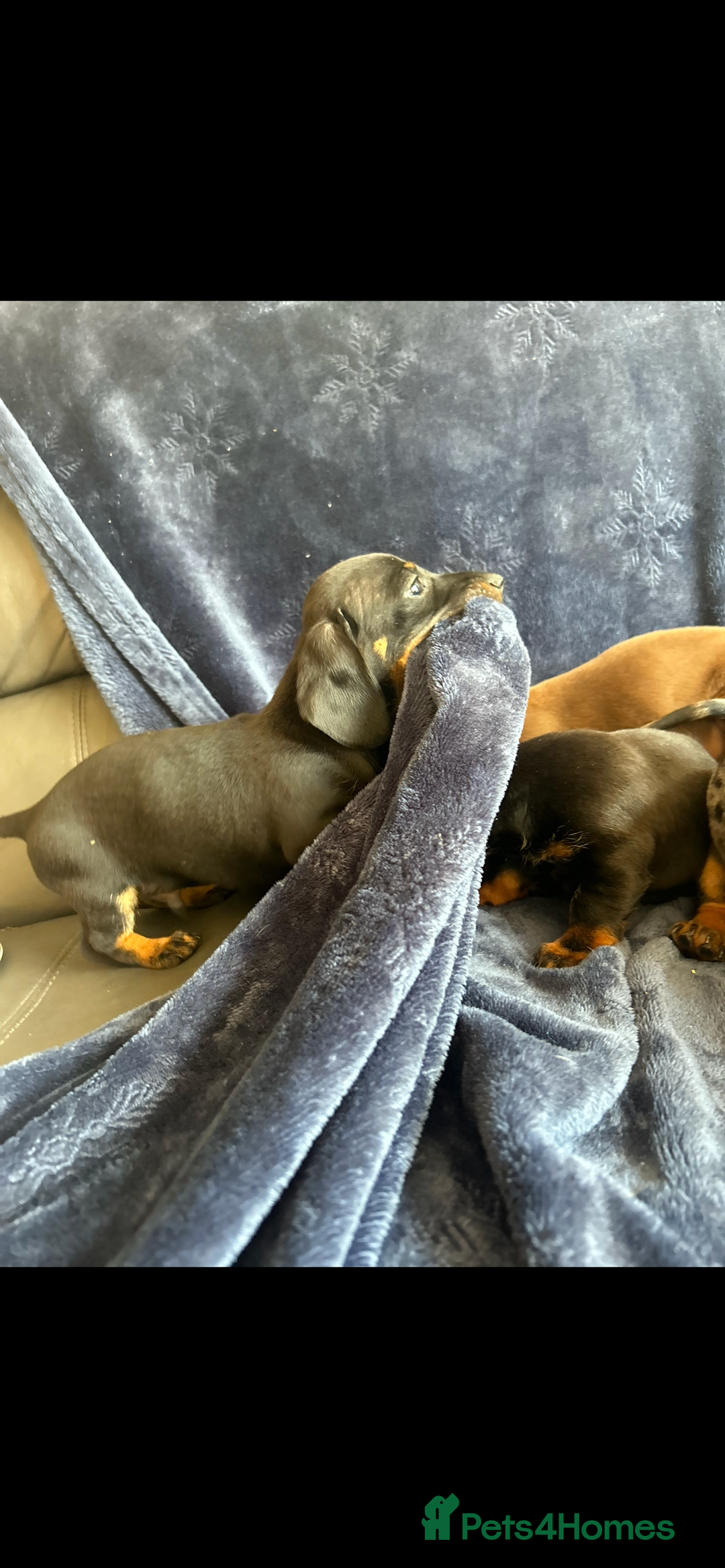 Dachshund dogs for sale: dachunds  - Image 13