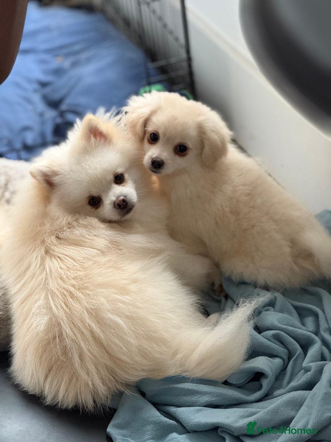 Mixed Breed dogs for sale: Gorgeous Pomapoos Female ready. Vaccinated Chipped - Advert 6