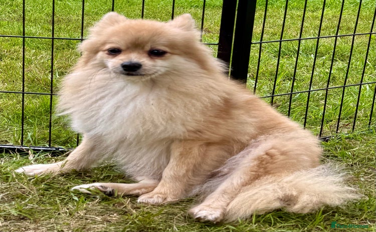 Pomeranian dogs - Advert 10