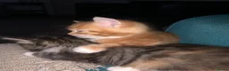 British Shorthair cats for sale: 3 British Shortair Males and 1 Longhair Female  - Advert 5
