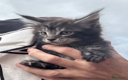 Maine Coon cats for sale: Stunning Maine Coon kittens ready now - Image 3
