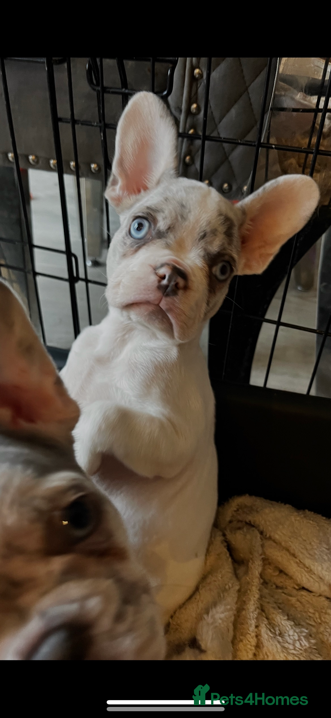 French Bulldog dogs for sale: 3 French bulldog puppies - Advert 5