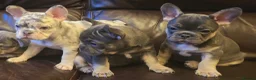 French Bulldog dogs for sale: Probably the best litter of Frenchies in the UK - Advert 21