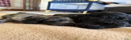 Cockapoo dogs for sale: Health tested F1 Cockapoos  - Advert 26