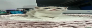 British Shorthair 2