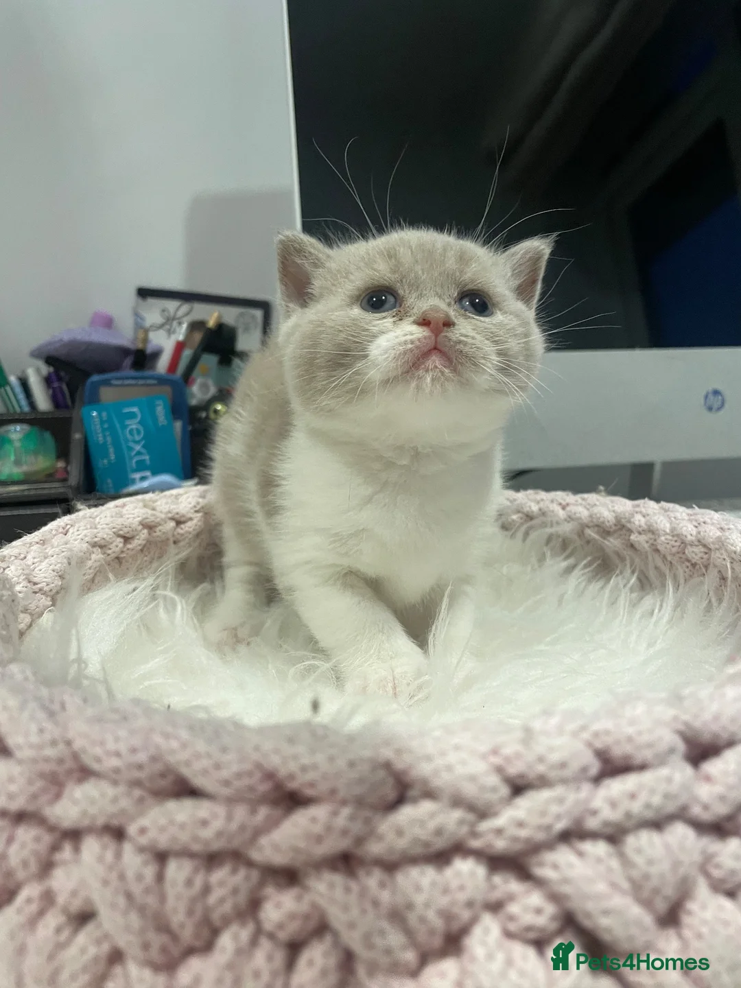 British Shorthair cats for sale: Champion Bloodline British shorthair kittens - Advert 2