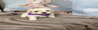 Bichon Frise 5