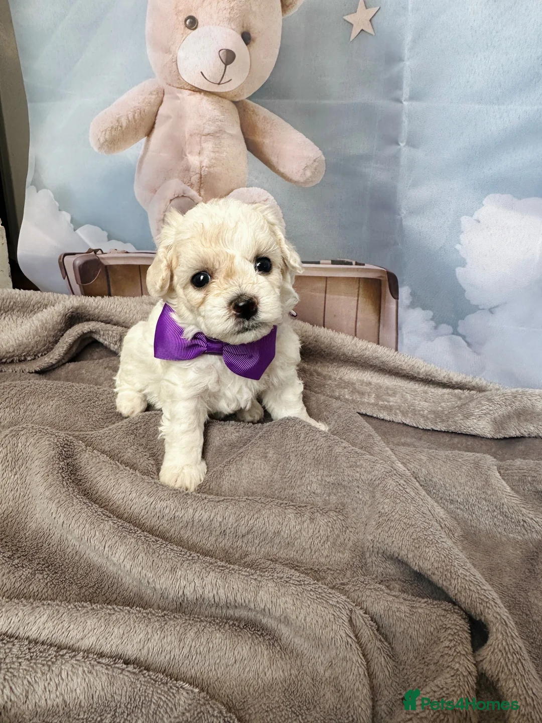 Bichon Frise dogs for sale: 2 Girls left 💕Pedigree Champion Bichon Frise  - Advert 2