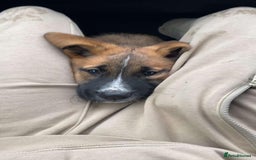 Mixed Breed dogs for sale: Belgian malinois x saint bernard - Image 6