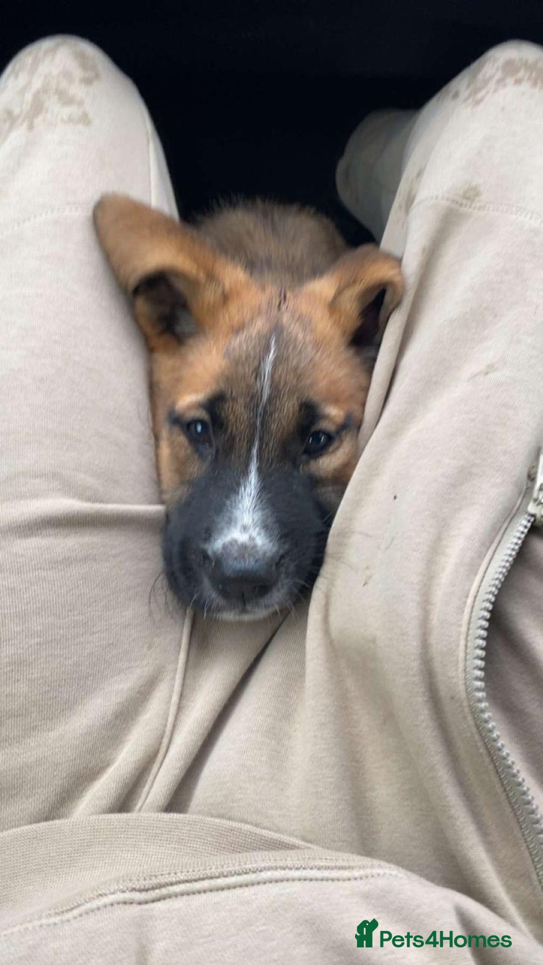 Mixed Breed dogs for sale: Belgian malinois x saint bernard - Image 6