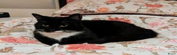 Mixed Breed cats for adoption: Meet Ninja - Advert 2