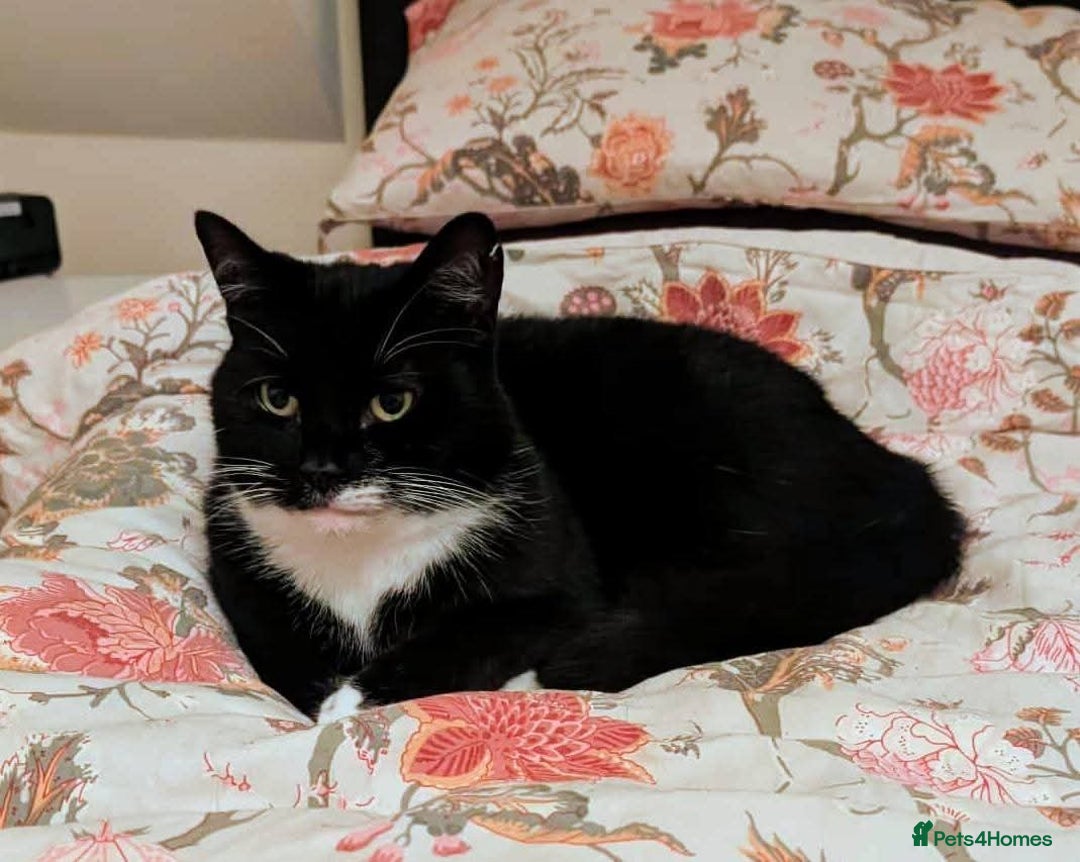 Mixed Breed cats for adoption: Meet Ninja - Advert 2