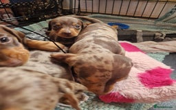 Miniature Dachshund dogs for sale: Miniature Dachshund Pups - Image 3