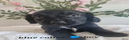 Sprocker dogs for sale:  Beautiful Sprocker puppies  in Pontypool - Advert 11