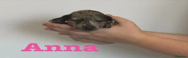 Anna