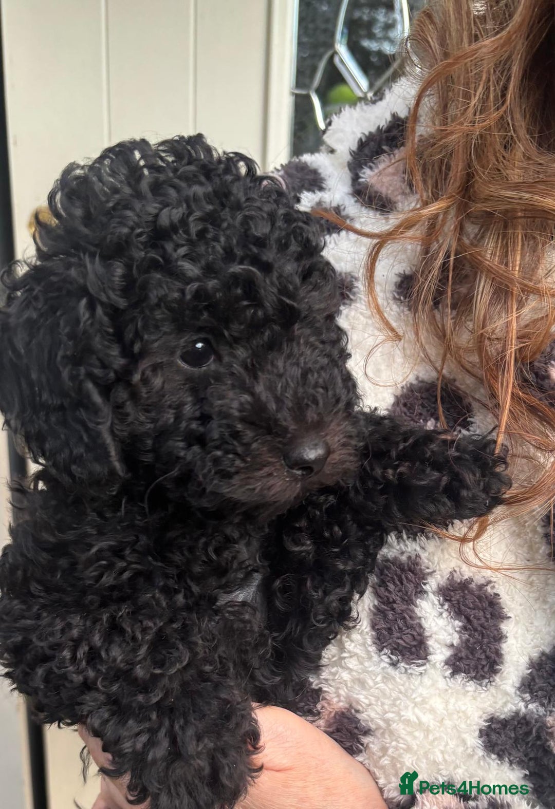 Toy Poodle dogs for sale: ADORABLE ‘ALBERT’ *TOY POODLE*BOY*PUP ready now - Advert 19