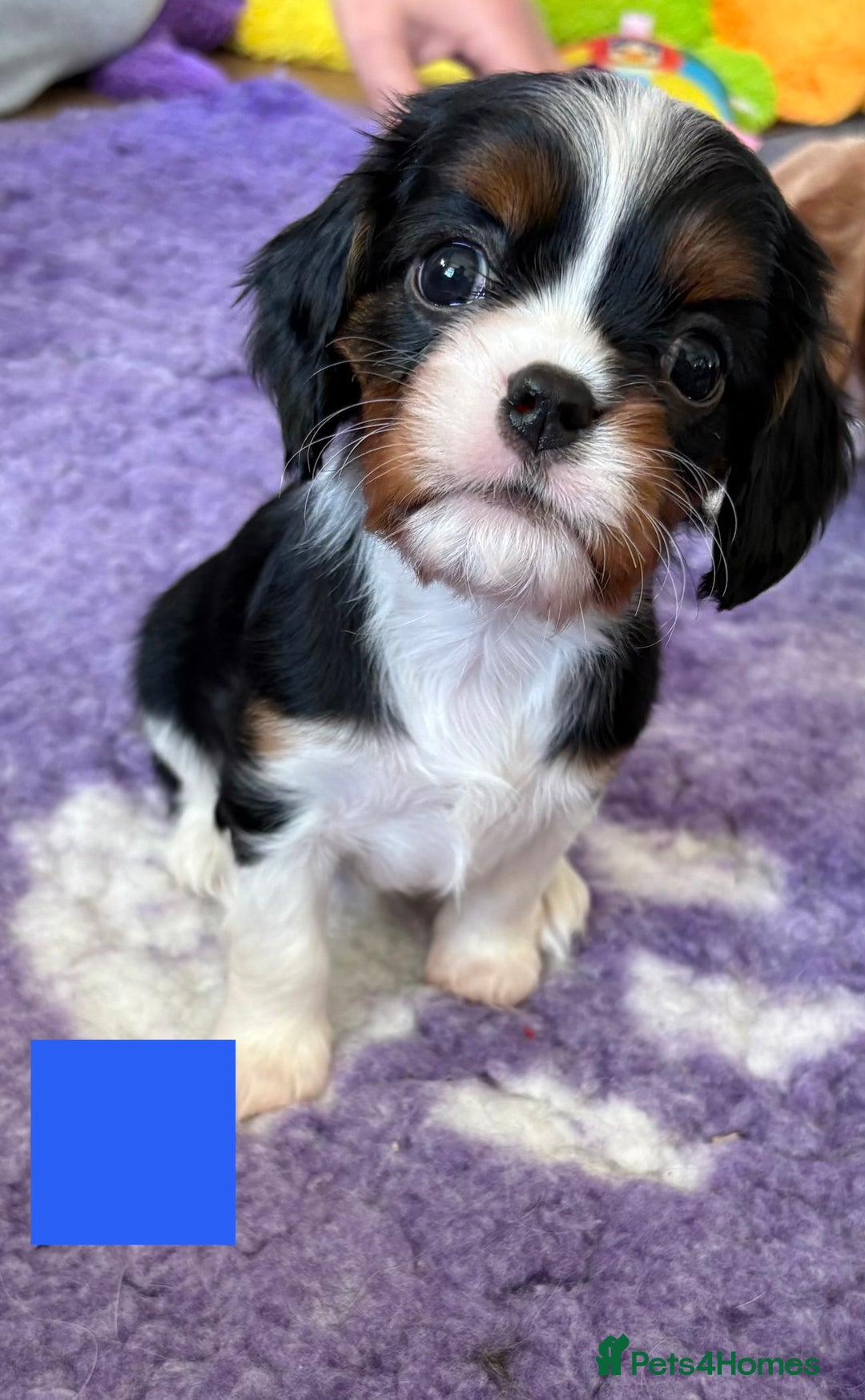 Cavalier King Charles Spaniel dogs for sale: Health Tested CKCS puppies  - Advert 9