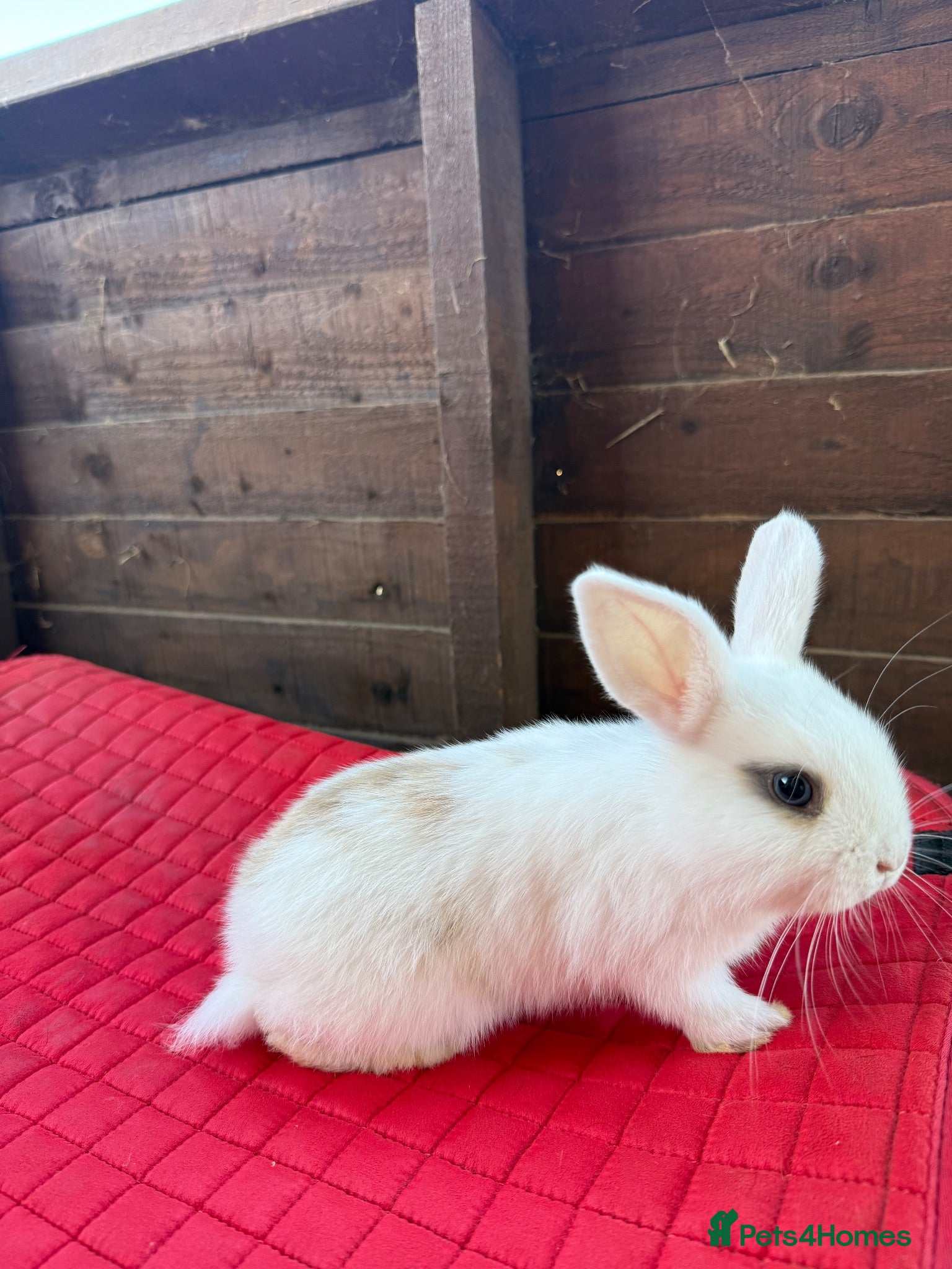 Mini Lop rabbits Mini lop bunnies  - Advert 4