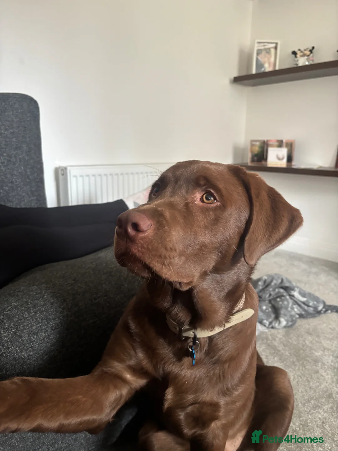 Labrador Retriever dogs for sale: chocolate Labrador  - Advert 2