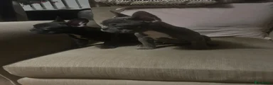 French Bulldog 5