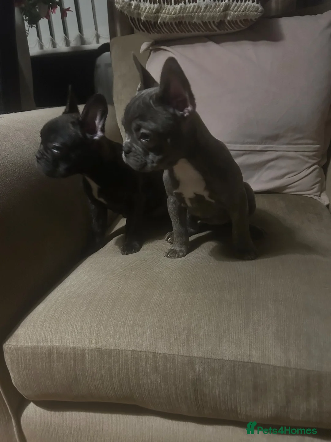 French Bulldog dogs for sale: French bulldogs for sale  - Advert 11