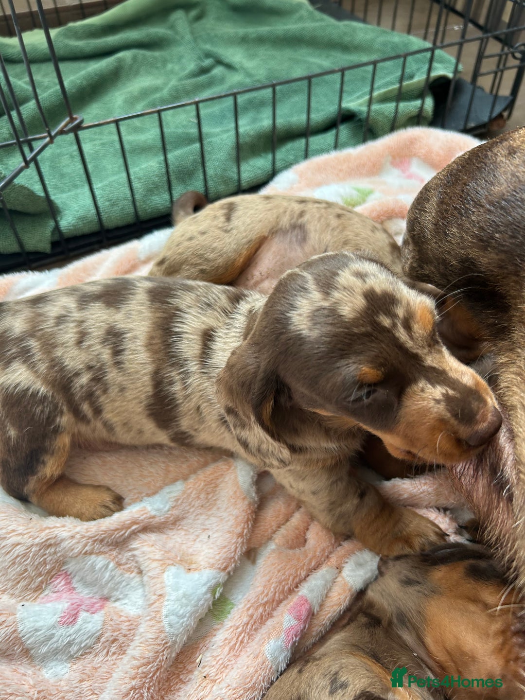 Dachshund dogs for sale: Dachshund medium/small dappled chocolate - Image 5