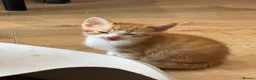 Domestic Shorthair cats for sale: cute Kittens Looking for Their Forever Homes 🐾 - Advert 11
